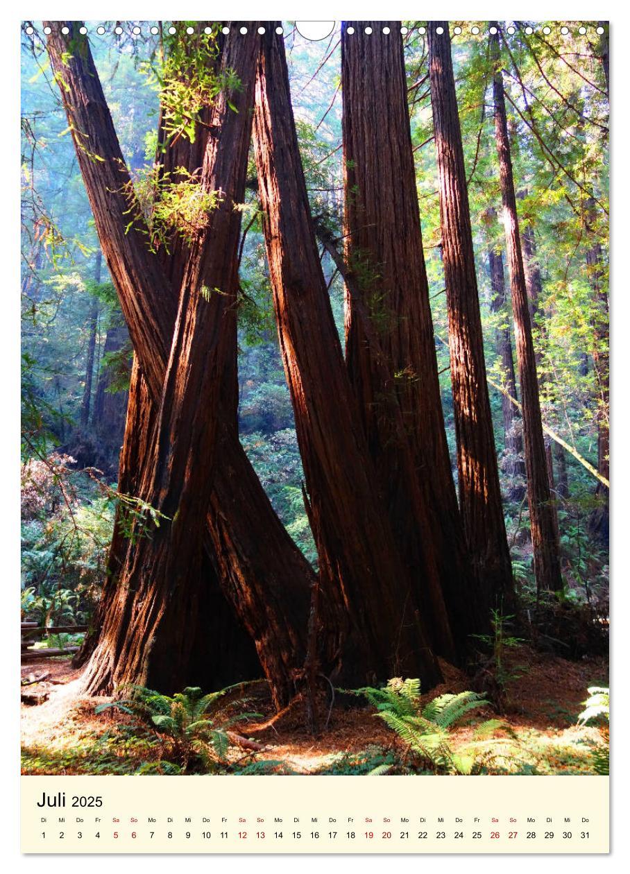 Bild: 9783435978991 | Redwoods - Faszination Mammutbäume (Wandkalender 2025 DIN A3 hoch),...