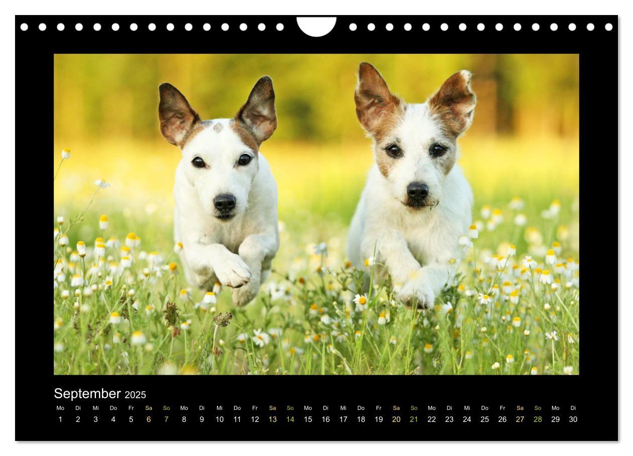 Bild: 9783435641529 | Die Parsons (Wandkalender 2025 DIN A4 quer), CALVENDO Monatskalender