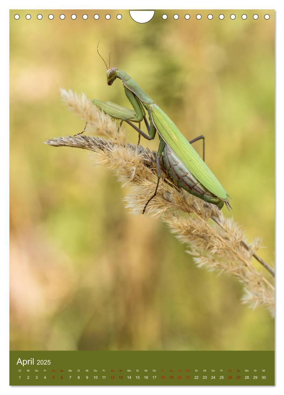 Bild: 9783435984558 | Die Gottesanbeterin. Räuber der Insektenwelt. (Wandkalender 2025...