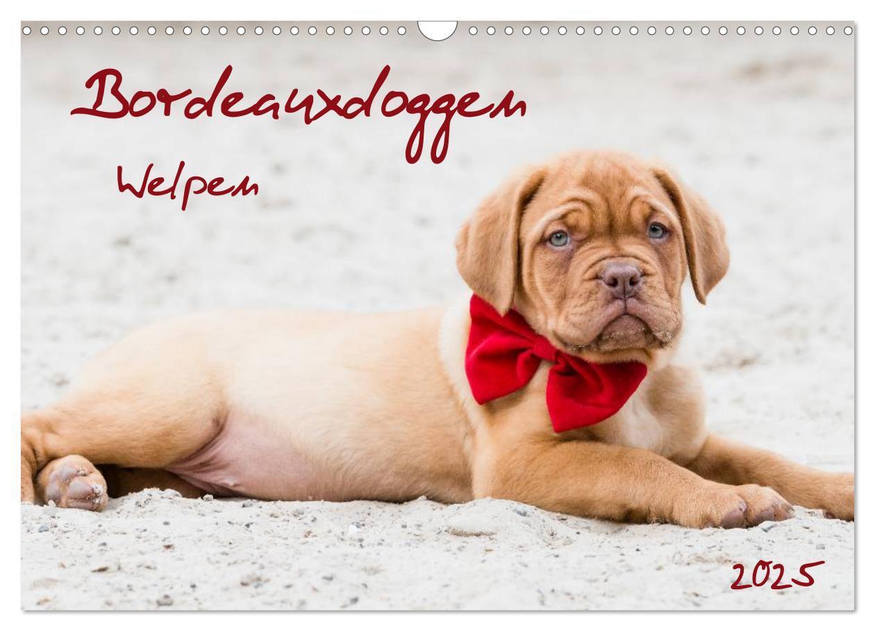 Cover: 9783435519101 | Bordeauxdoggen Welpen (Wandkalender 2025 DIN A3 quer), CALVENDO...