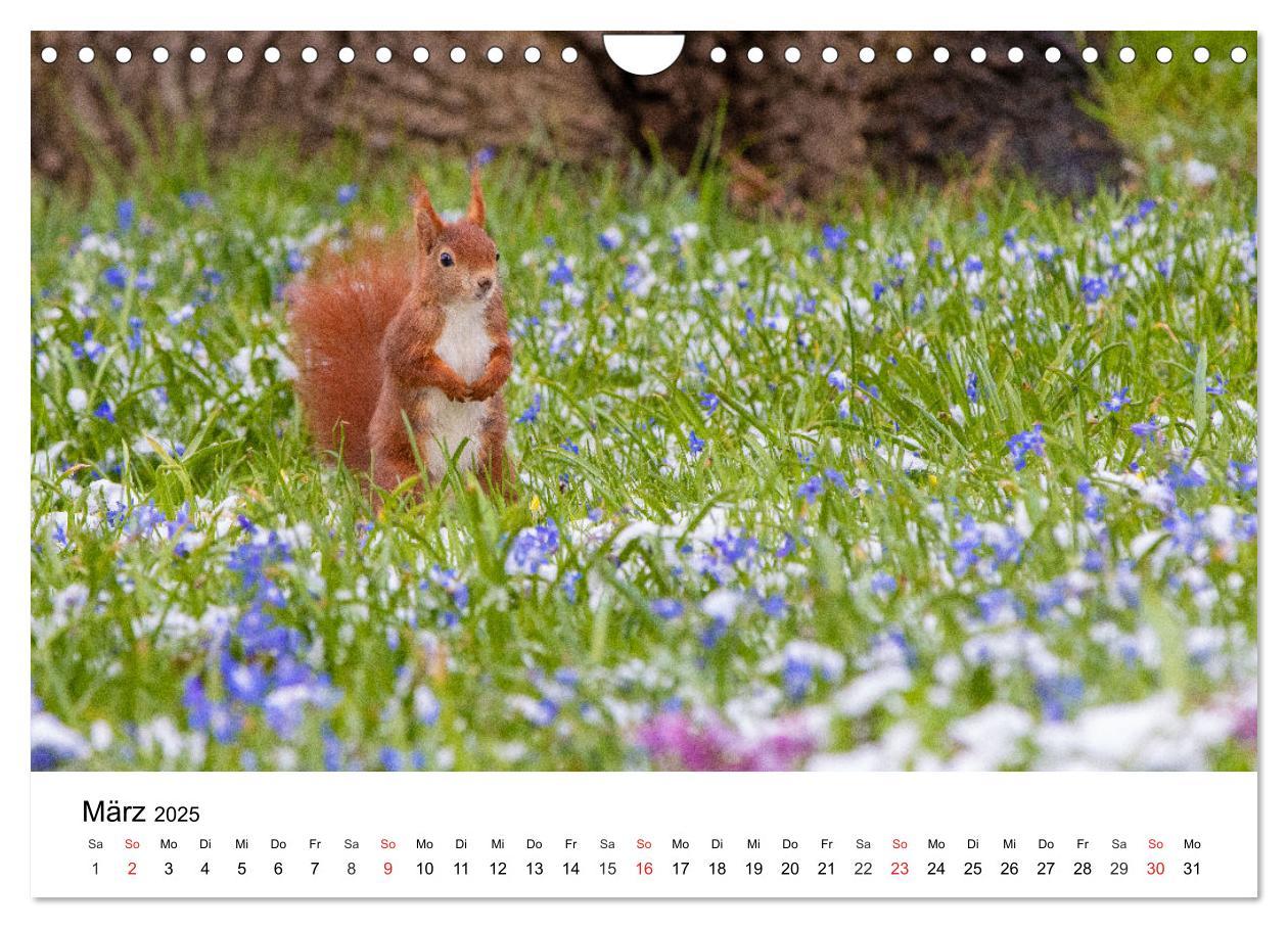 Bild: 9783435584390 | Eichhörnchen - Kleine Kobolde im Roten Pelz (Wandkalender 2025 DIN...