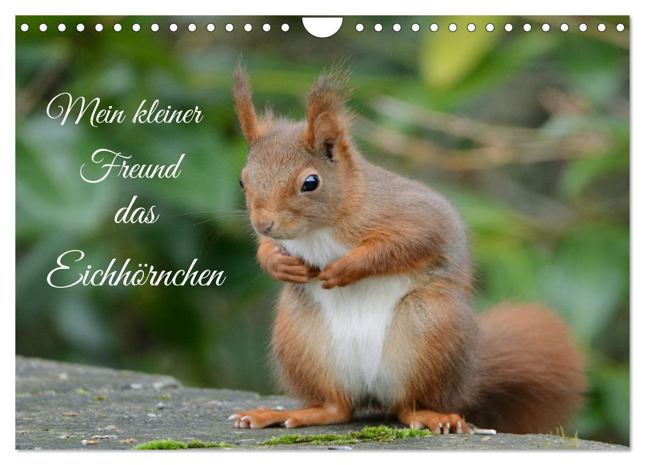 Cover: 9783675412361 | Mein kleiner Freund das Eichhörnchen (Wandkalender 2024 DIN A4...