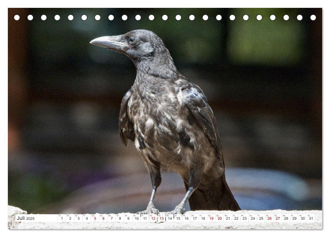 Bild: 9783383926709 | Rabenvögel - ganz nah (Tischkalender 2025 DIN A5 quer), CALVENDO...