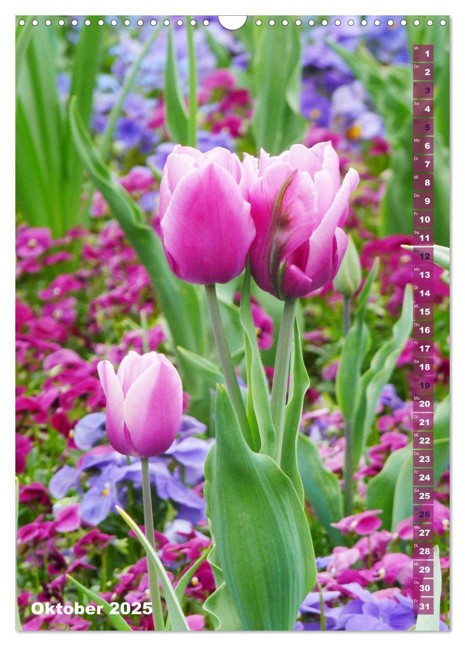 Bild: 9783435966134 | Bunte Tulpenpracht (Wandkalender 2025 DIN A3 hoch), CALVENDO...