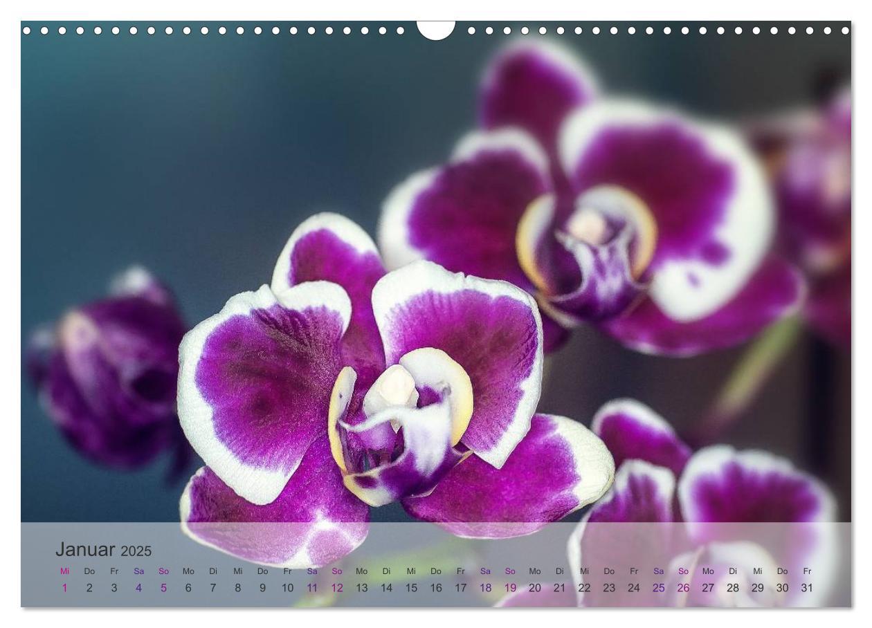 Bild: 9783435689361 | Phalaenopsis - die zauberhafte Welt der Orchideen (Wandkalender...