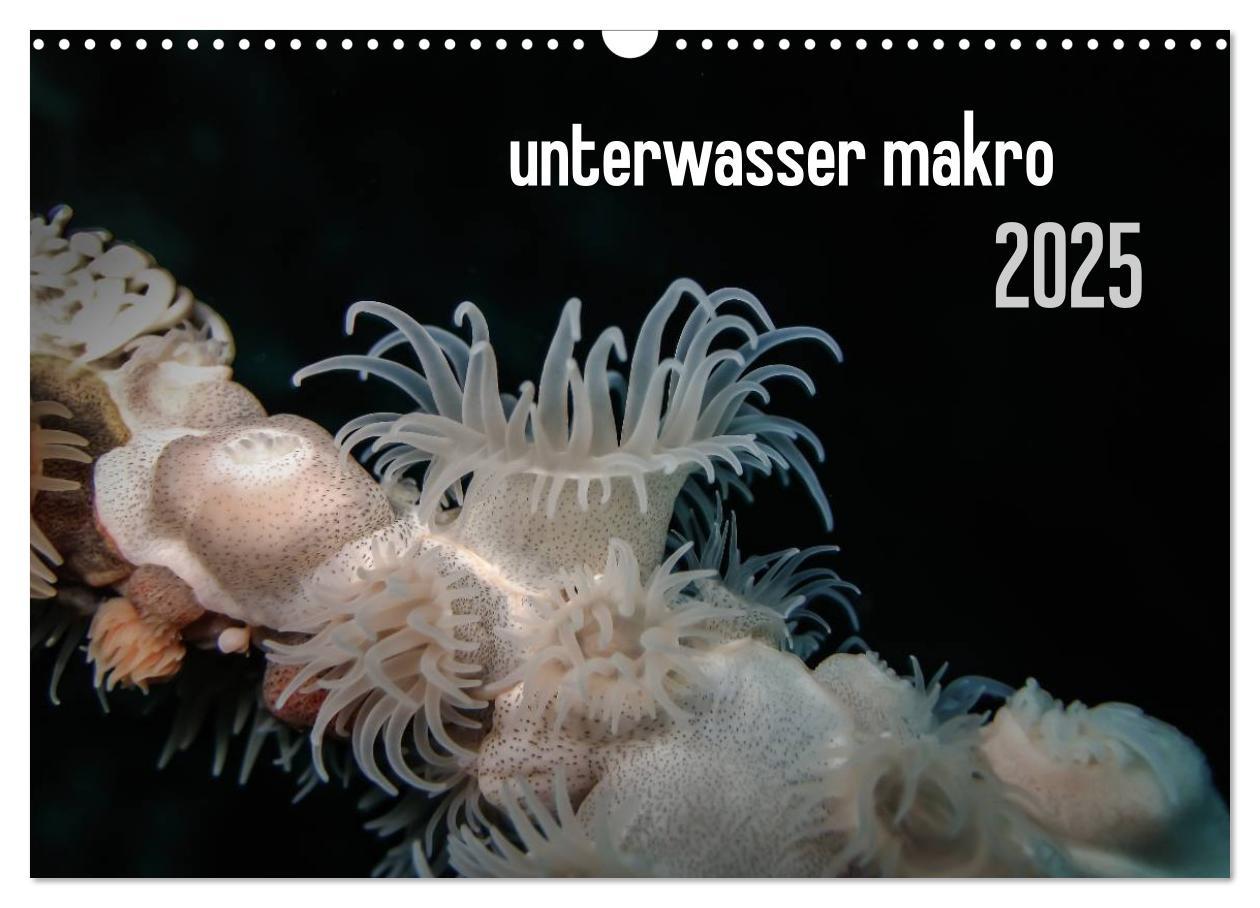 Cover: 9783435598007 | unterwasser makro 2025 (Wandkalender 2025 DIN A3 quer), CALVENDO...