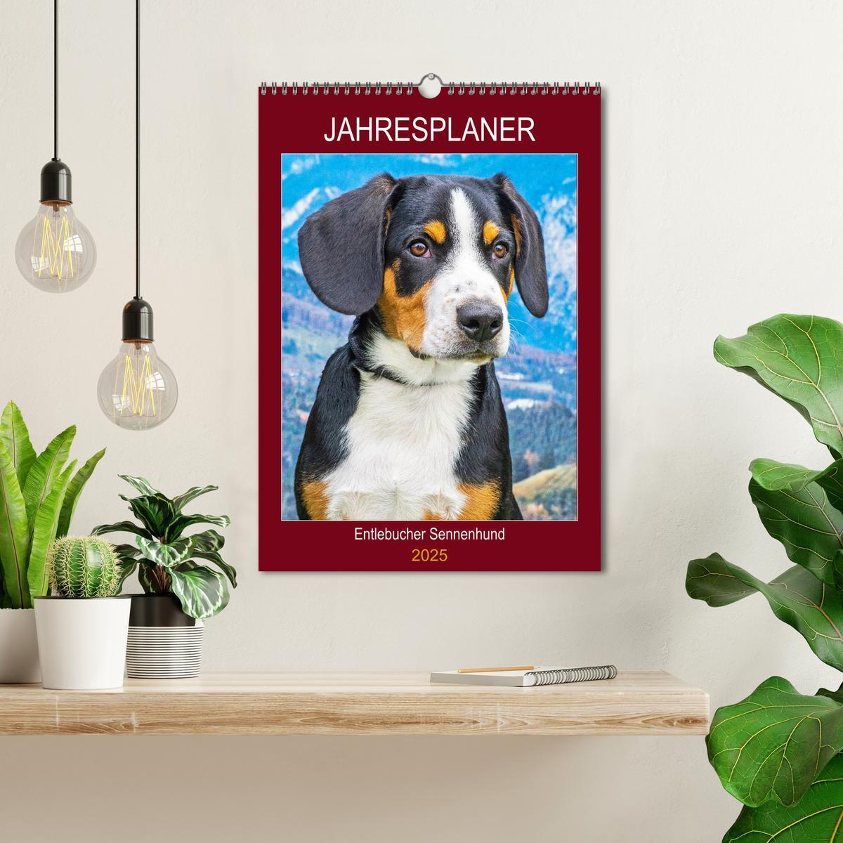 Bild: 9783435958832 | Jahresplaner Entlebucher Sennenhund (Wandkalender 2025 DIN A3...