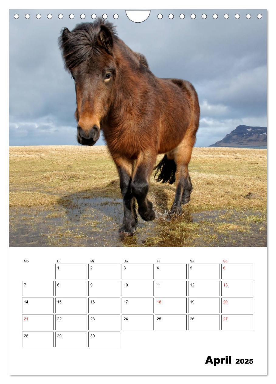 Bild: 9783457050002 | ISLANDPFERDE an der Küste von Snæfellsnes (Wandkalender 2025 DIN A4...