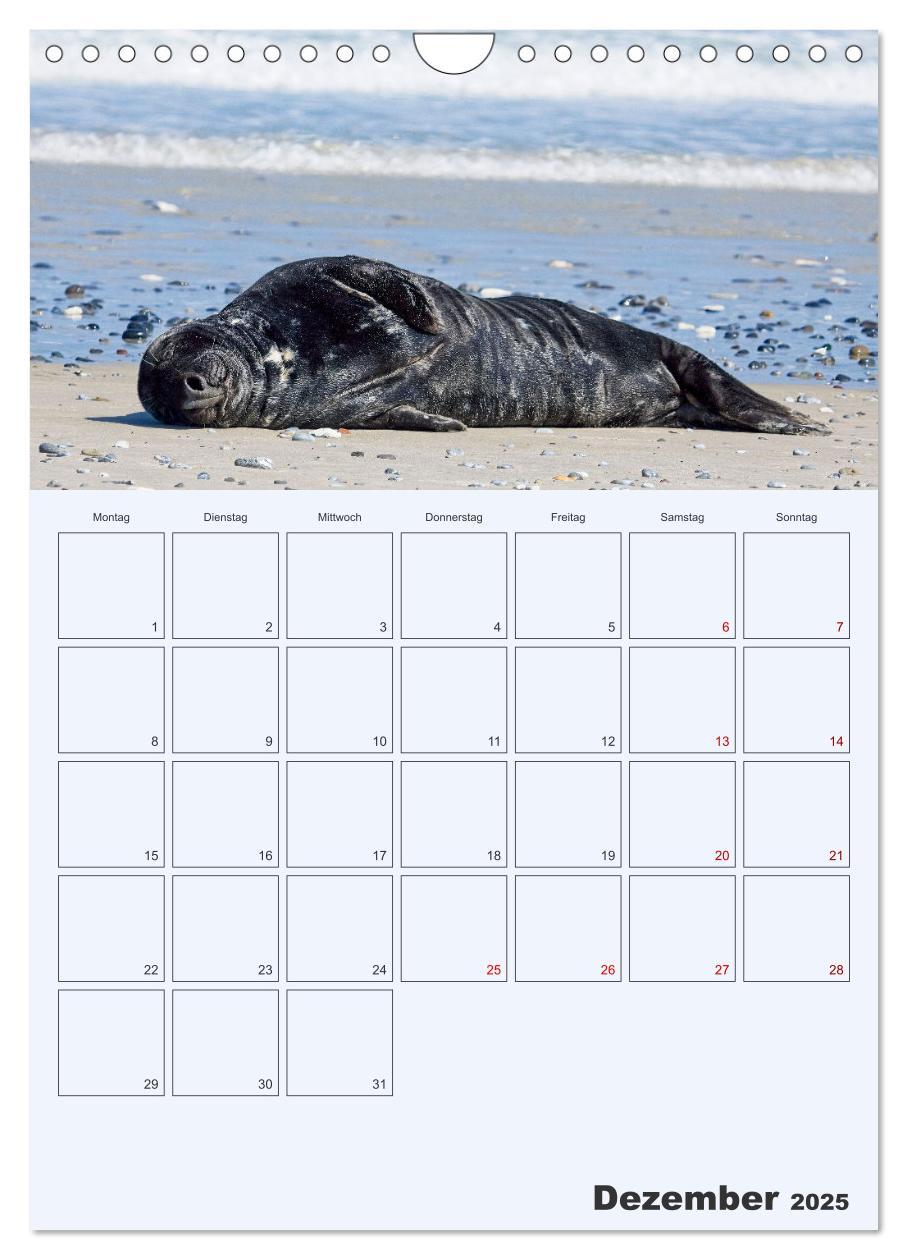 Bild: 9783435869565 | Wildes Leben auf Helgoland (Wandkalender 2025 DIN A4 hoch),...