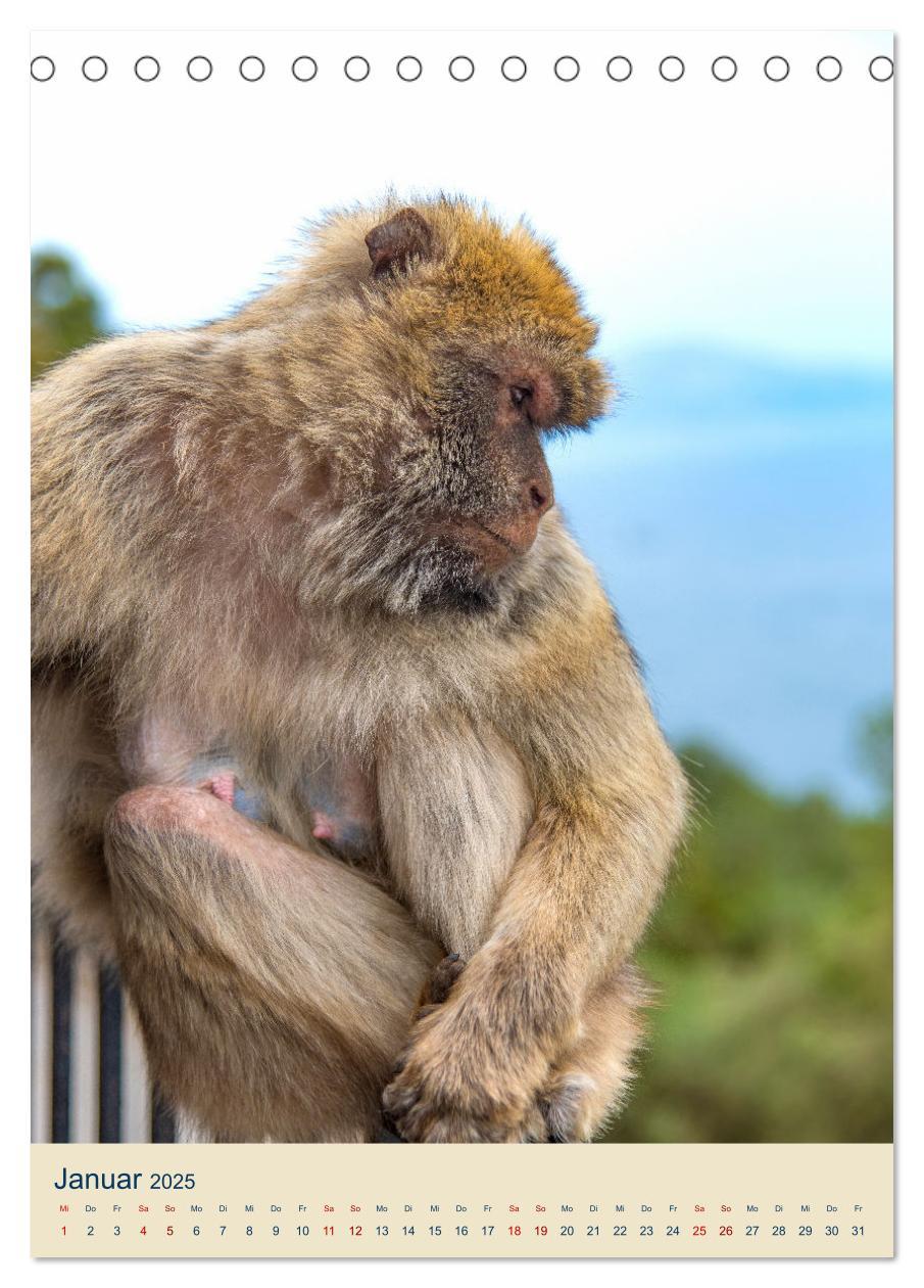 Bild: 9783383781292 | Gibraltar - Die Heimat der Berberaffen auf dem Rock (Tischkalender...