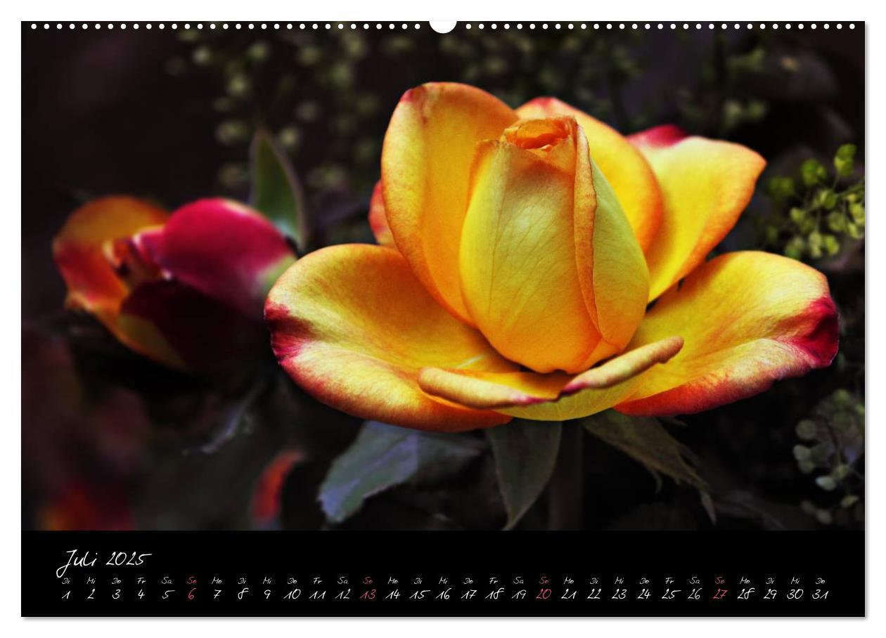 Bild: 9783435658688 | Rosen Romanze - Visuelle Musik (Wandkalender 2025 DIN A2 quer),...