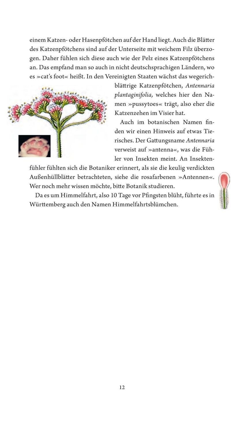 Bild: 9783887473297 | Jungfer im Grünen und Tausendgüldenkraut | Rosemarie Gebauer | Buch