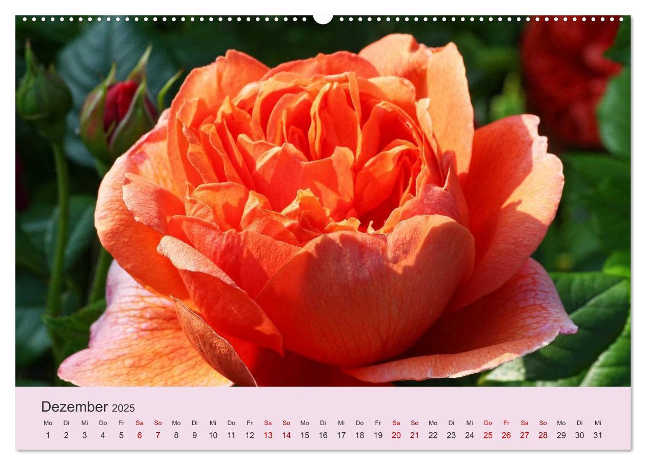 Bild: 9783435452743 | Rosen Reigen im Garten (Wandkalender 2025 DIN A2 quer), CALVENDO...