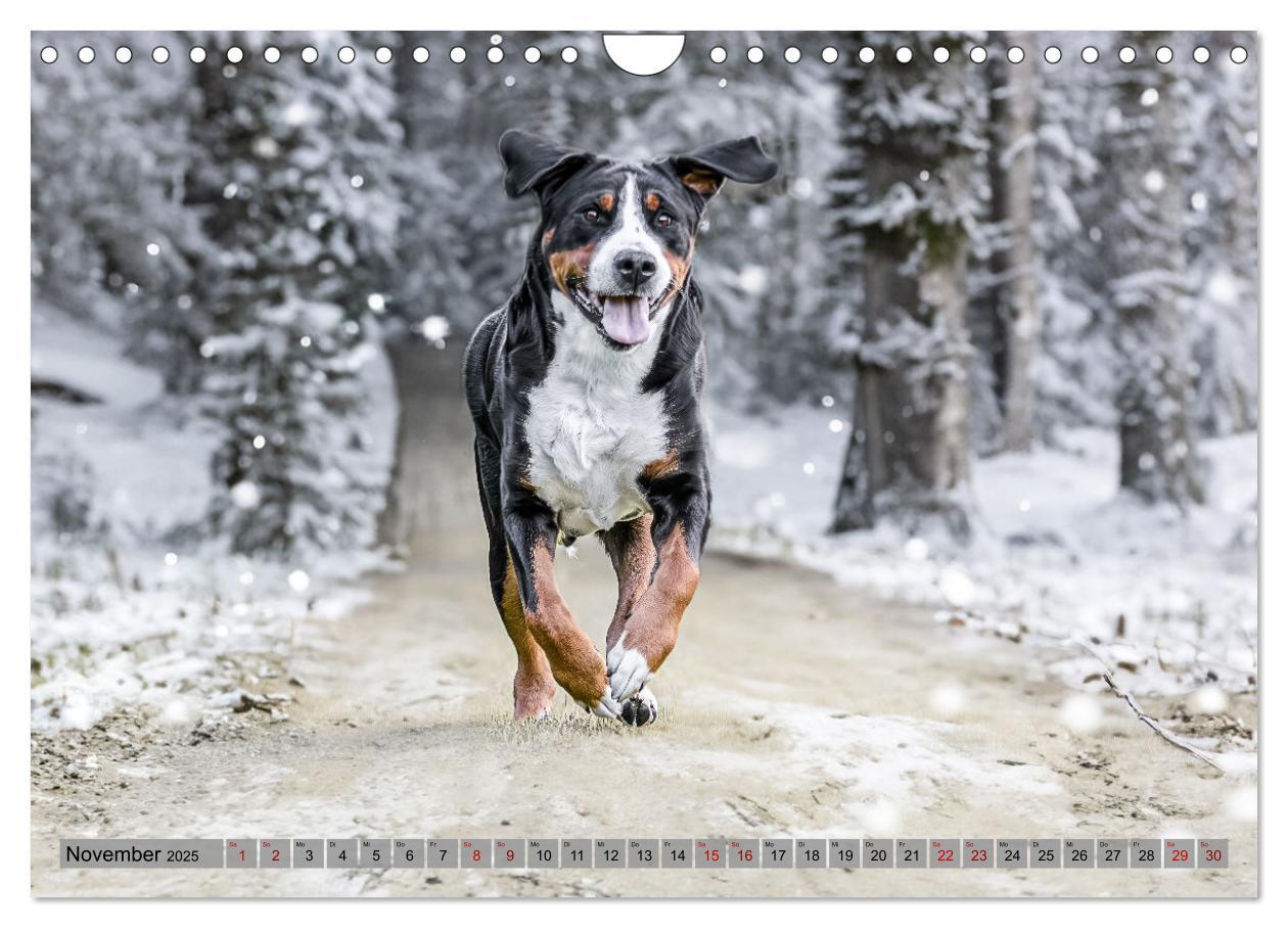 Bild: 9783457217979 | Große Schweizer - Gigantische Sennenhunde (Wandkalender 2025 DIN A4...