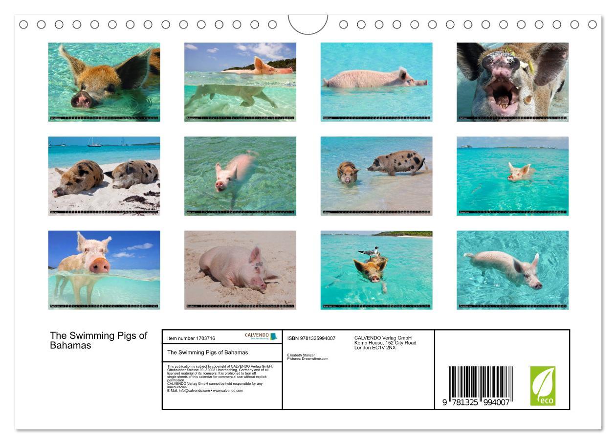 Bild: 9781325994007 | The Swimming Pigs of Bahamas (Wall Calendar 2025 DIN A4 landscape),...