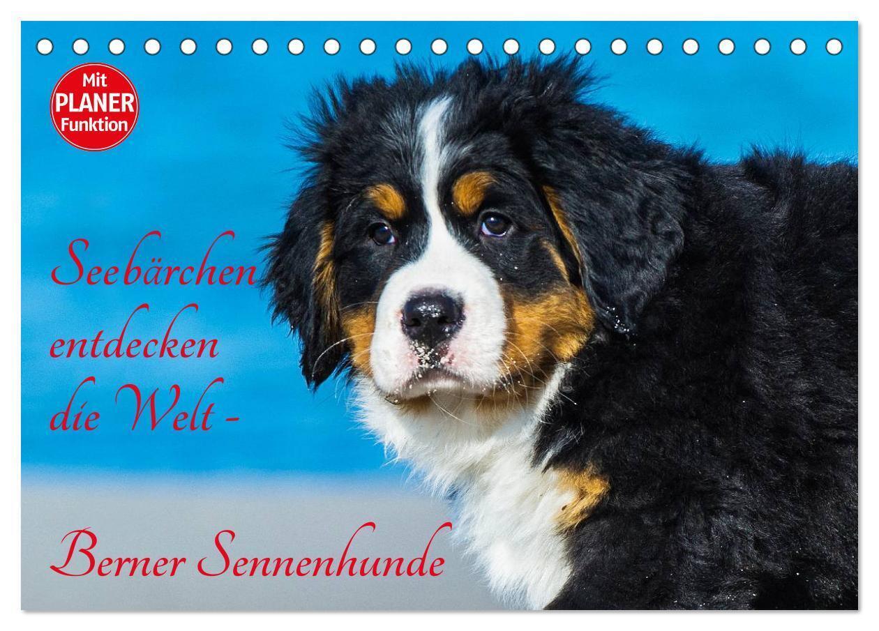 Cover: 9783675891173 | Seebärchen entdecken die Welt - Berner Sennenhunde (Tischkalender...