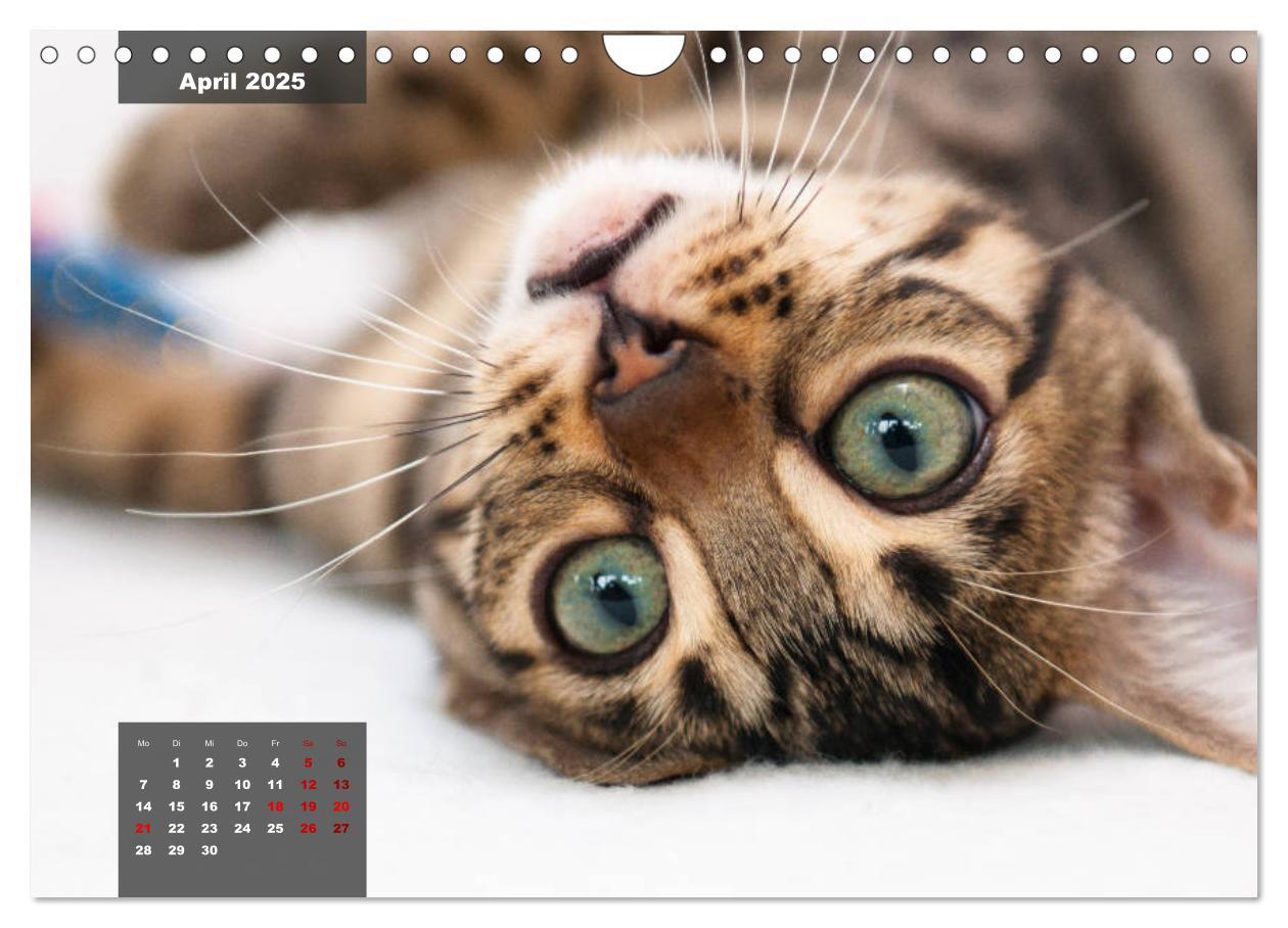 Bild: 9783435409143 | Bengal Kätzchen (Wandkalender 2025 DIN A4 quer), CALVENDO...