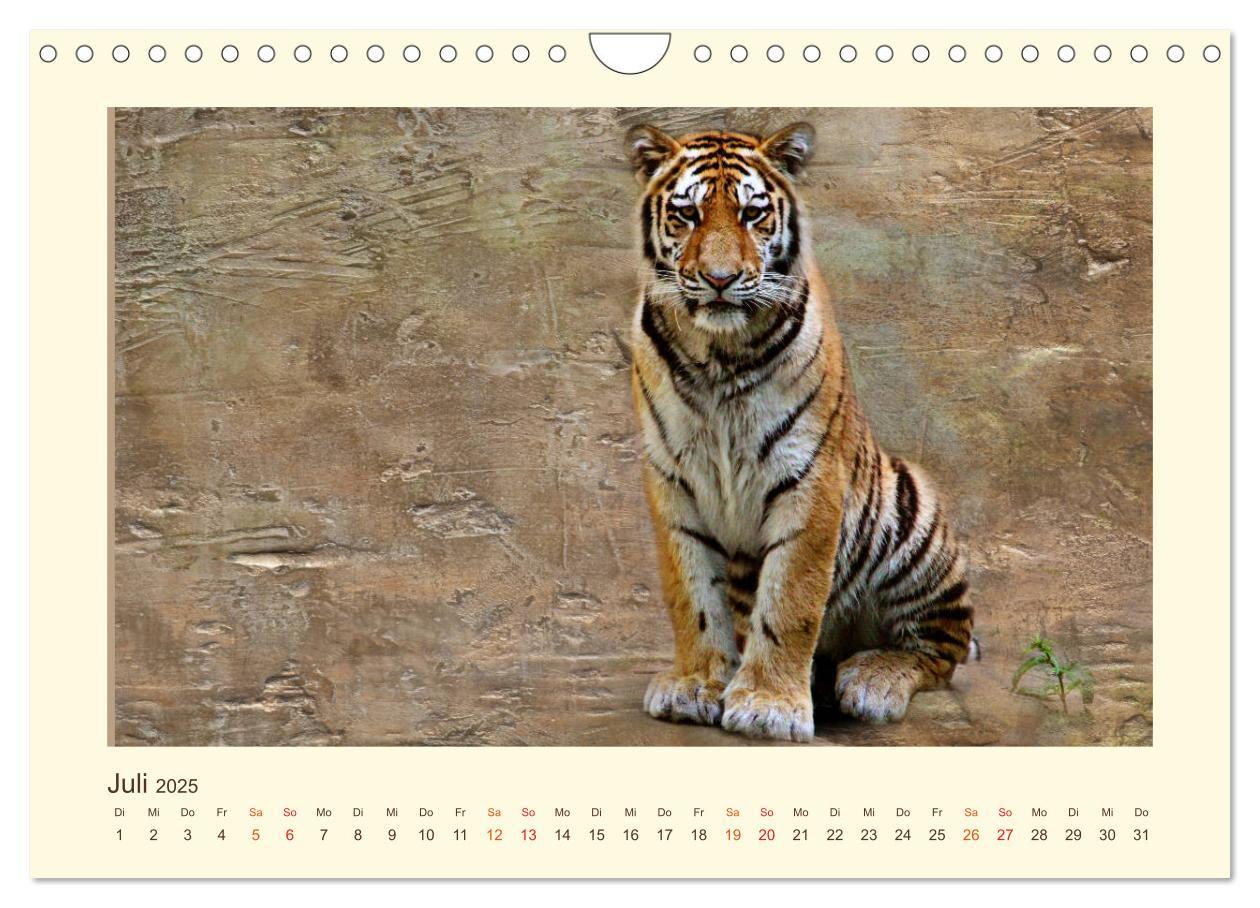 Bild: 9783435449378 | Sibirische Tigerportraits (Wandkalender 2025 DIN A4 quer), CALVENDO...