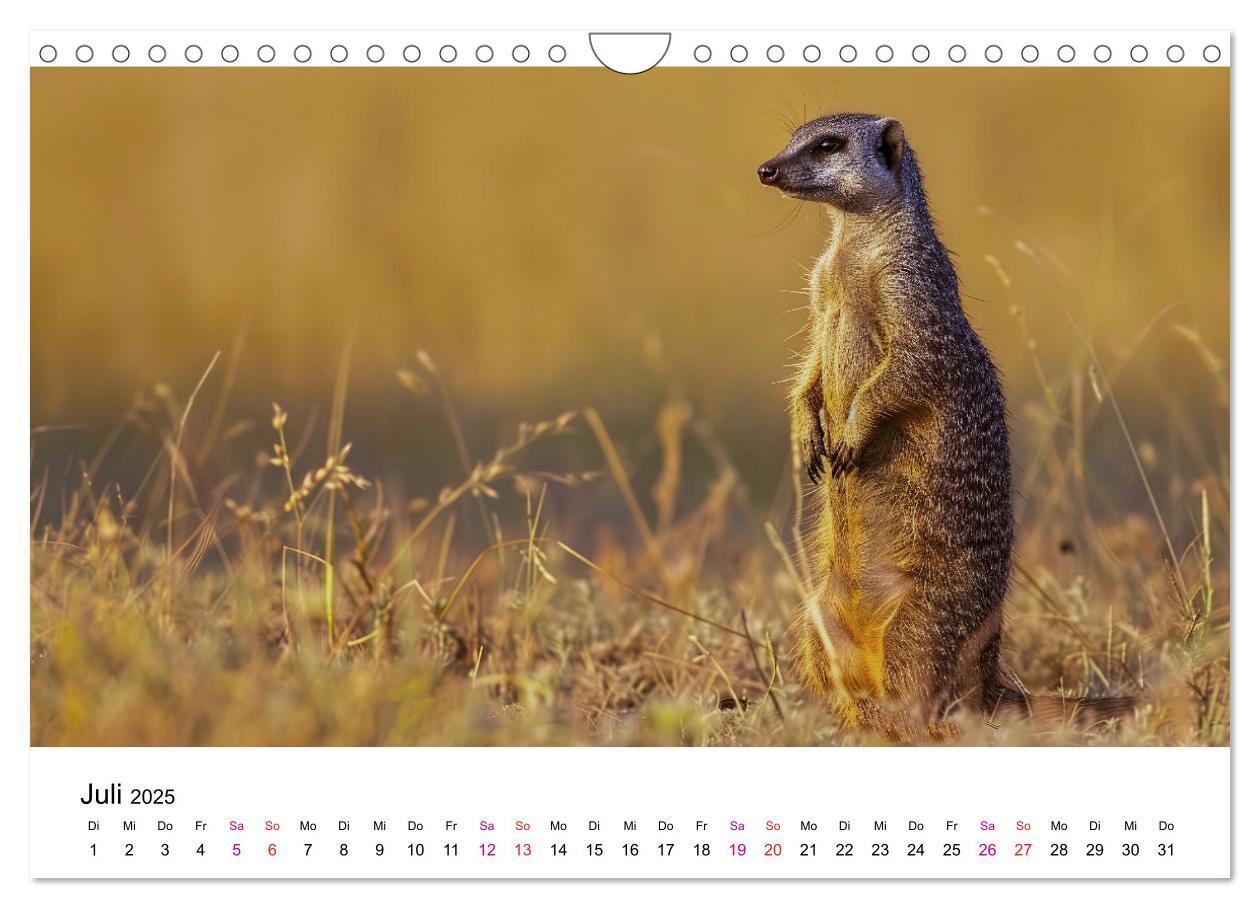 Bild: 9783457215081 | Erdmännchen - coole Typen (Wandkalender 2025 DIN A4 quer), CALVENDO...