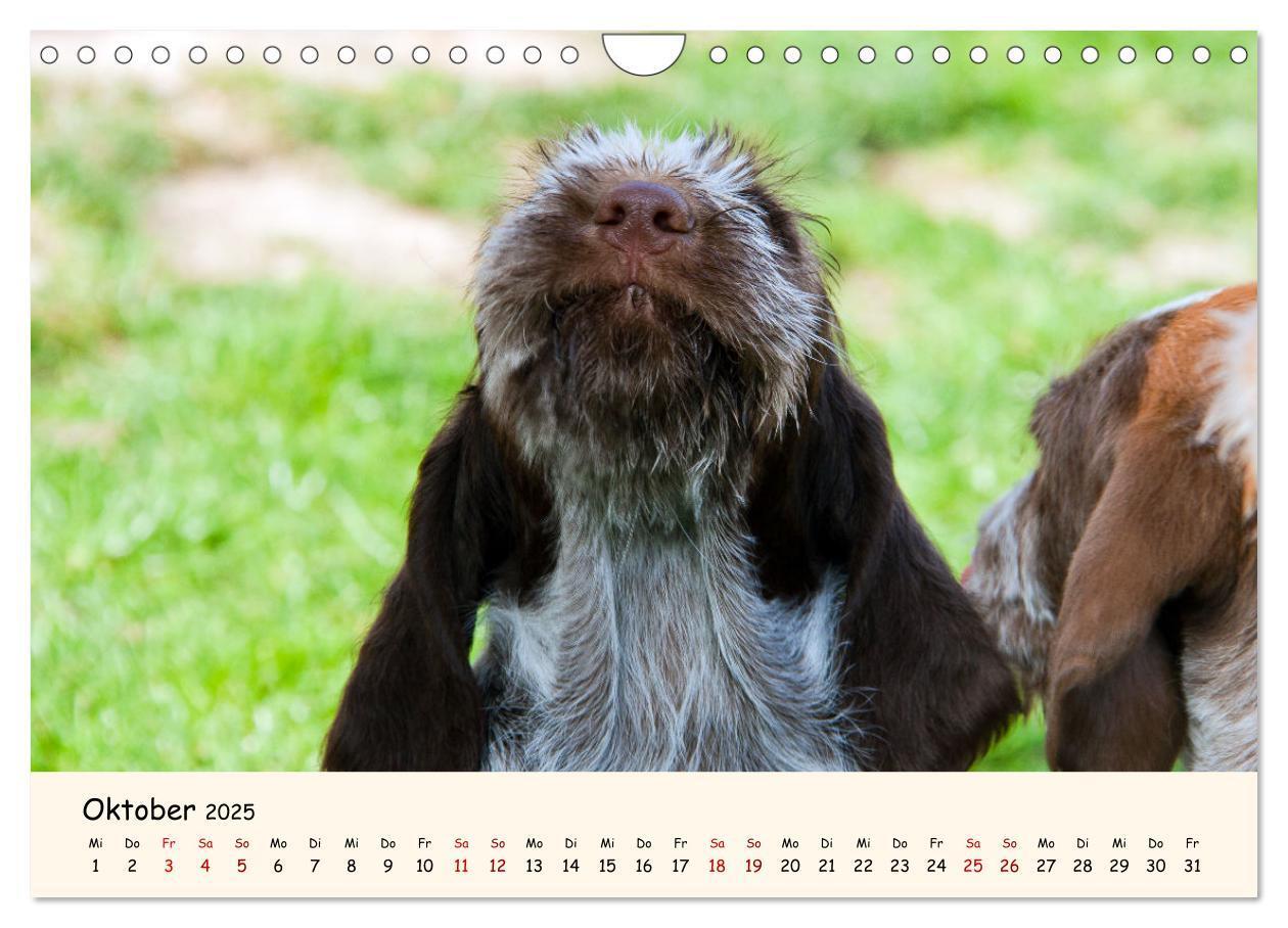 Bild: 9783435054275 | Spinone Italiano Welpen - Kleine Clowns (Wandkalender 2025 DIN A4...