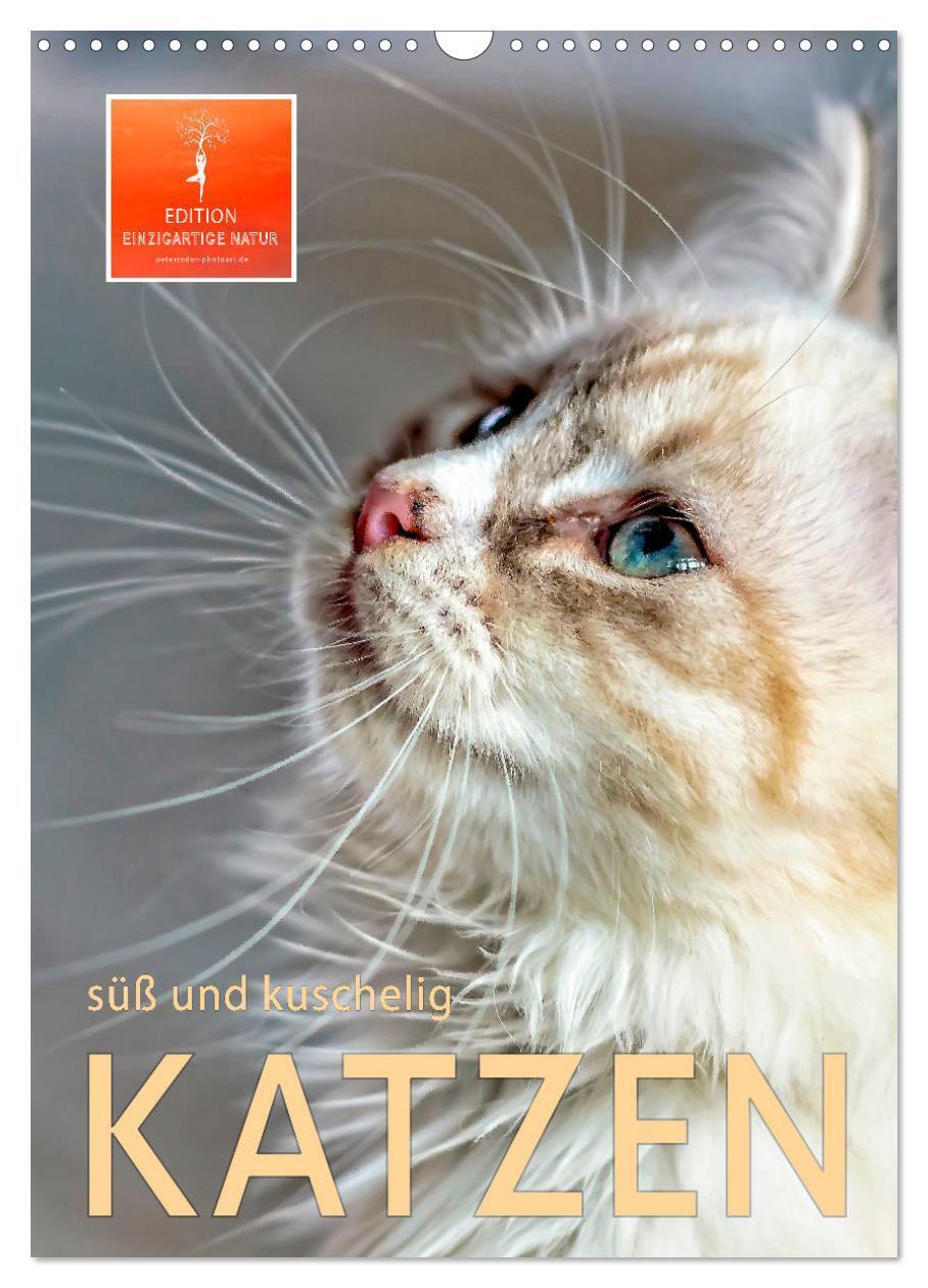 Cover: 9783435928514 | Katzen - süß und kuschelig (Wandkalender 2025 DIN A3 hoch),...