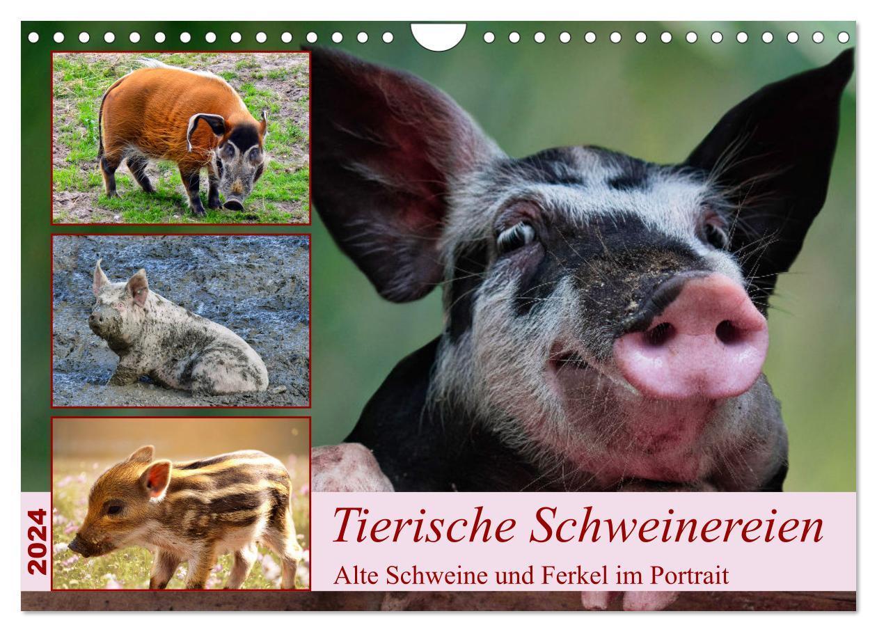 Cover: 9783383643873 | Tierische Schweinereien (Wandkalender 2024 DIN A4 quer), CALVENDO...