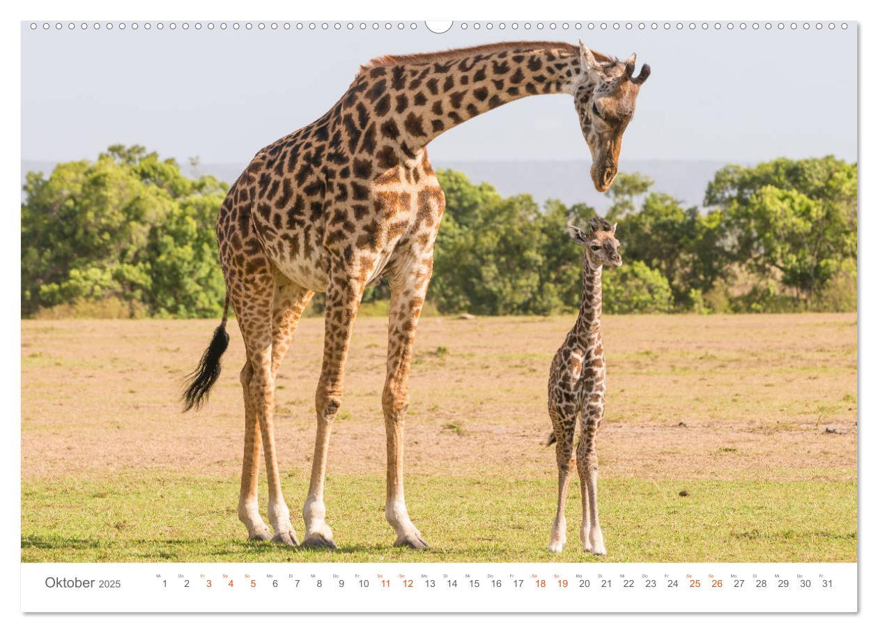 Bild: 9783435291458 | Safari Kenia (Wandkalender 2025 DIN A2 quer), CALVENDO Monatskalender