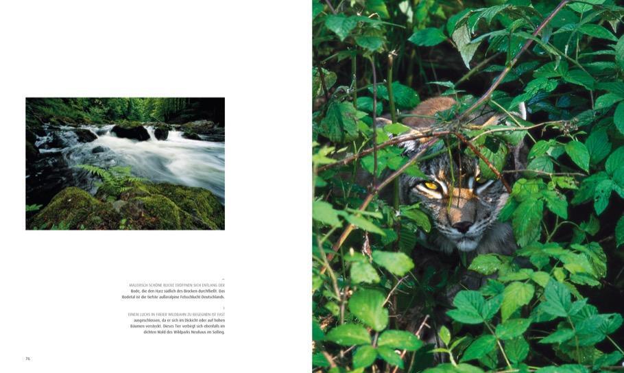 Bild: 9783866907676 | Deutschlands wilde Wälder | Norbert Rosing (u. a.) | Buch | Deutsch