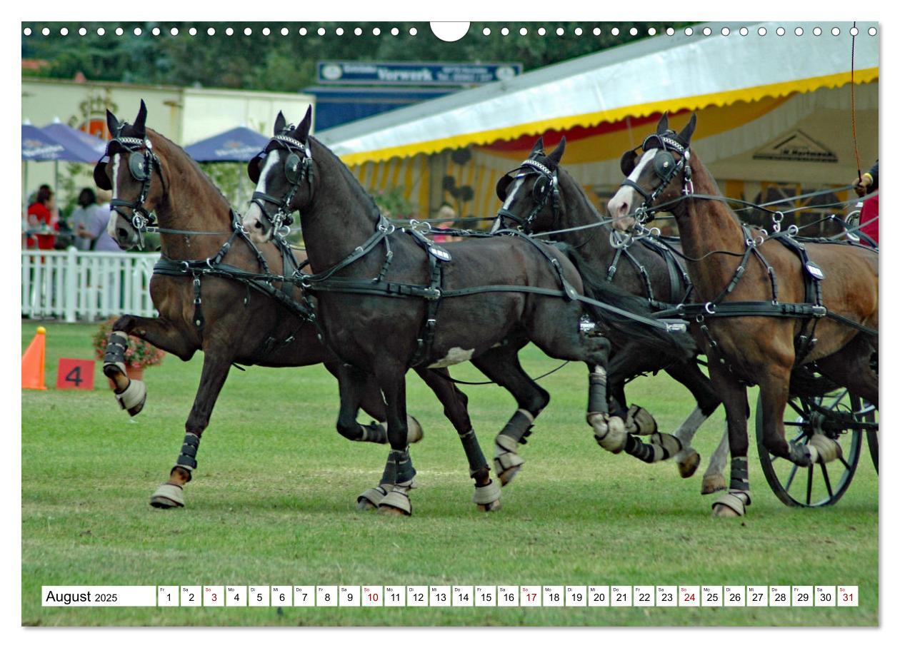 Bild: 9783383964572 | Vierspänner Herausforderung Fahrsport (Wandkalender 2025 DIN A3...