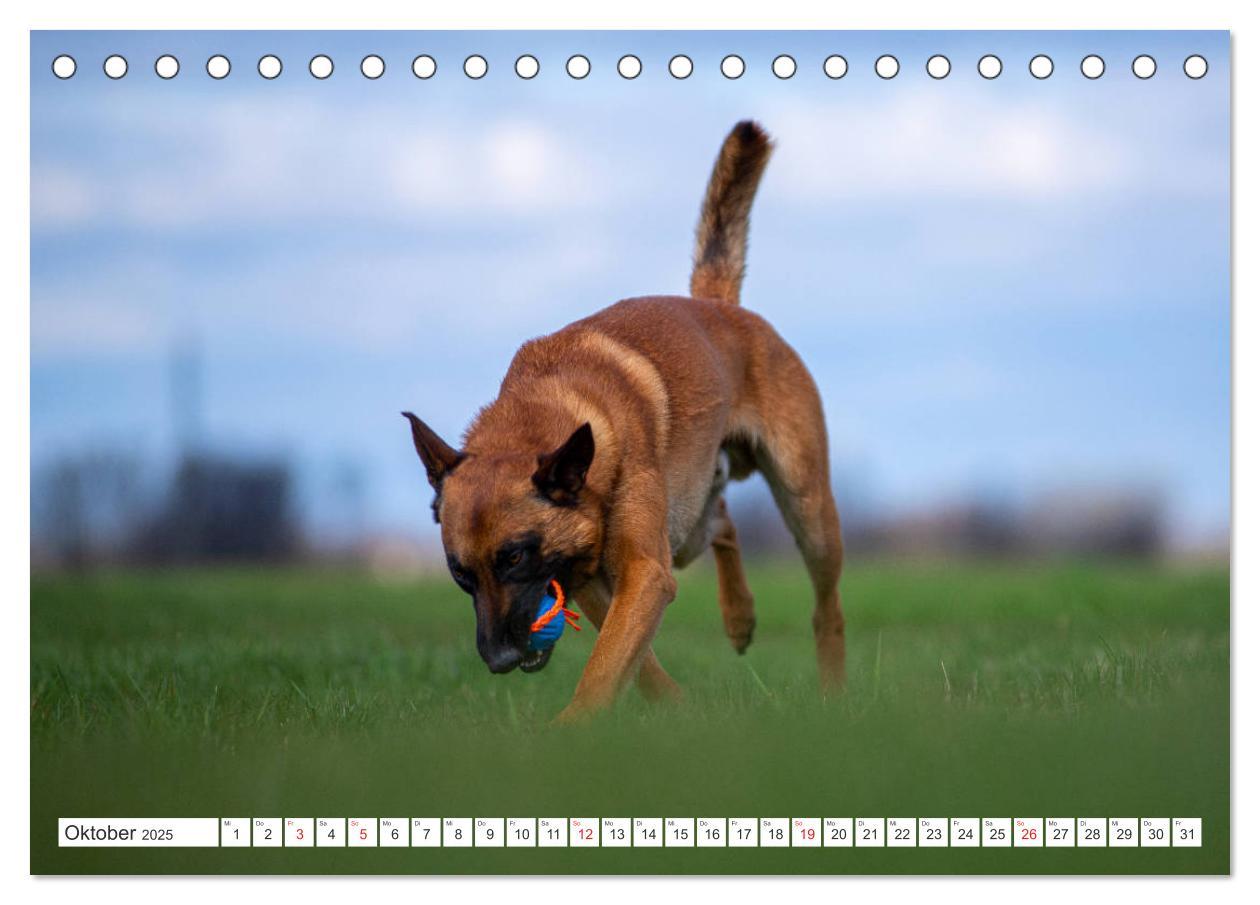 Bild: 9783435144457 | Malinois - belgischer Schäferhund (Tischkalender 2025 DIN A5 quer),...