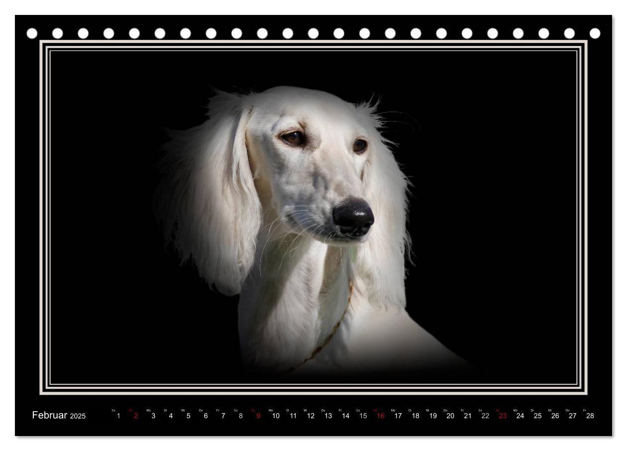 Bild: 9783383823916 | Saluki 2025 (Tischkalender 2025 DIN A5 quer), CALVENDO Monatskalender