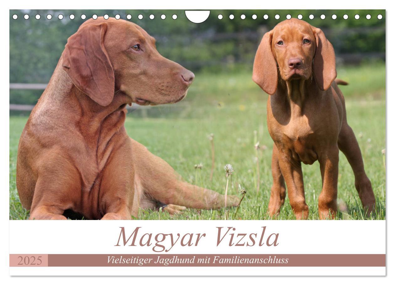 Cover: 9783435794867 | Magyar Vizsla - Vielseitiger Jagdhund mit Familienanschluss...