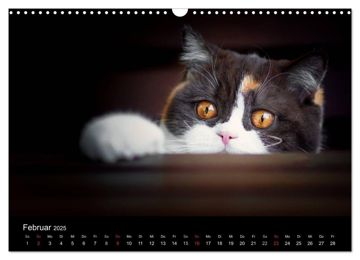 Bild: 9783435488032 | Schokoladige Britisch Kurzhaar Katzen (Wandkalender 2025 DIN A3...