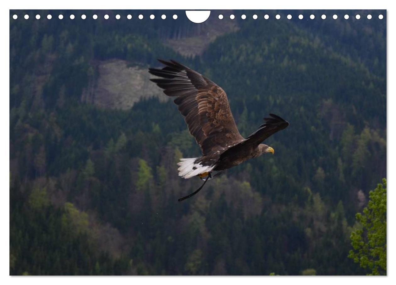 Bild: 9783435515493 | Der Steinadler. Majestätischer Greifvogel (Wandkalender 2025 DIN A4...