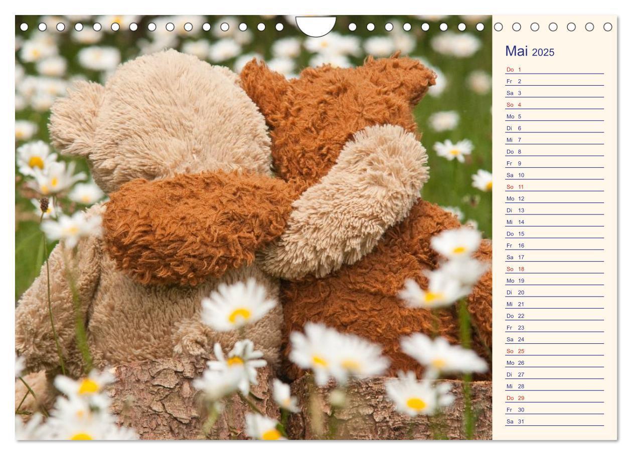 Bild: 9783435508235 | Geliebte Bären - Teddys (Wandkalender 2025 DIN A4 quer), CALVENDO...