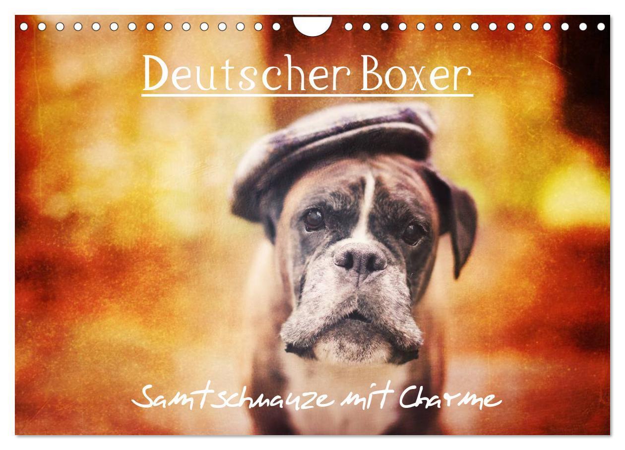Cover: 9783383402333 | Deutscher Boxer (Wandkalender 2024 DIN A4 quer), CALVENDO...