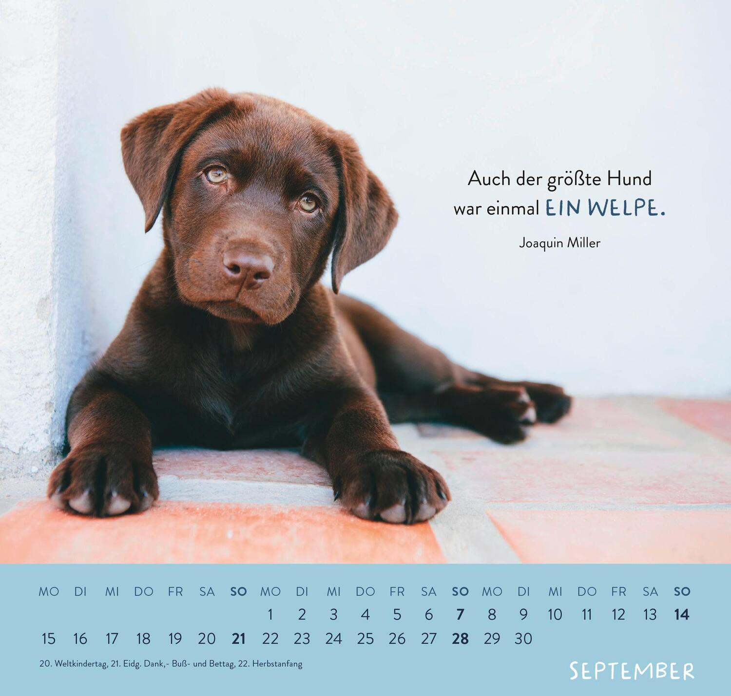 Bild: 4036442011867 | Wandkalender 2025: Für Hundefreunde | Groh Verlag | Kalender | 12 S.