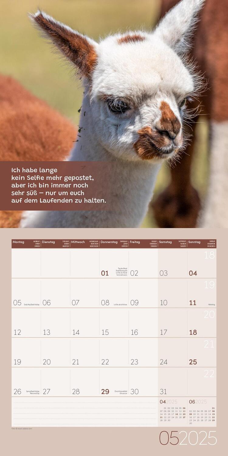 Bild: 9783838445274 | No Drama, Lama! Kalender 2025 - 30x30 | Ackermann Kunstverlag | 28 S.