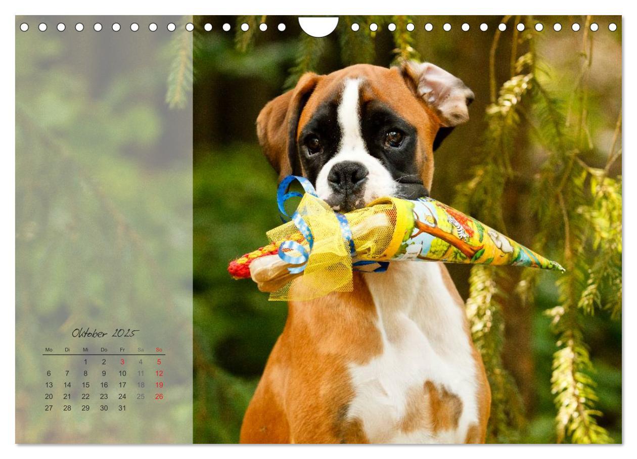 Bild: 9783435823345 | Deutscher Boxer 2025 (Wandkalender 2025 DIN A4 quer), CALVENDO...