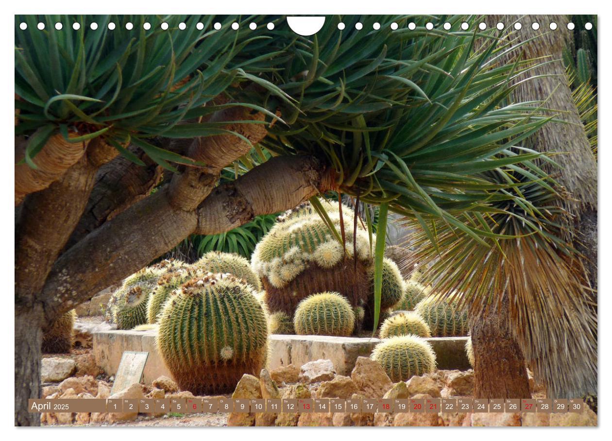 Bild: 9783435337064 | BOTANICACTUS Mallorcas Kakteengarten (Wandkalender 2025 DIN A4...