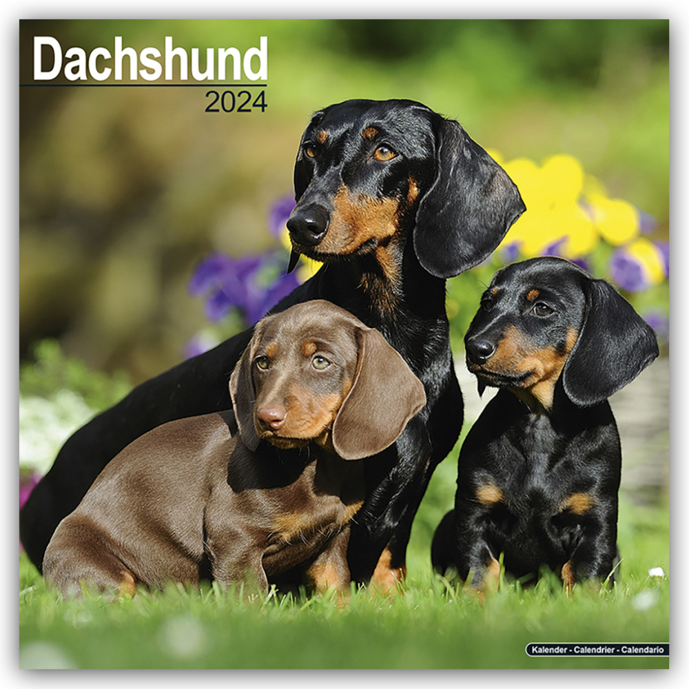 Cover: 9781804600337 | Dachshund - Dackel 2024 - 16-Monatskalender | Avonside Publishing Ltd