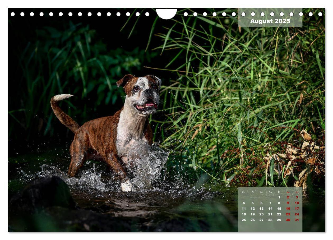 Bild: 9783435110896 | Boxer Frech und fröhlich durch das Jahr (Wandkalender 2025 DIN A4...