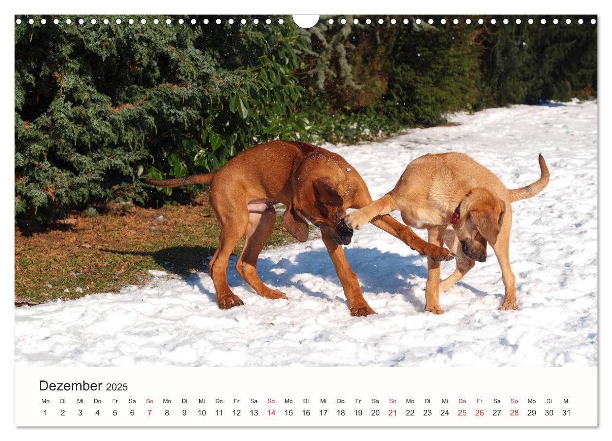 Bild: 9783435482351 | Rhodesian Ridgeback Schönheit aus Afrika (Wandkalender 2025 DIN A3...