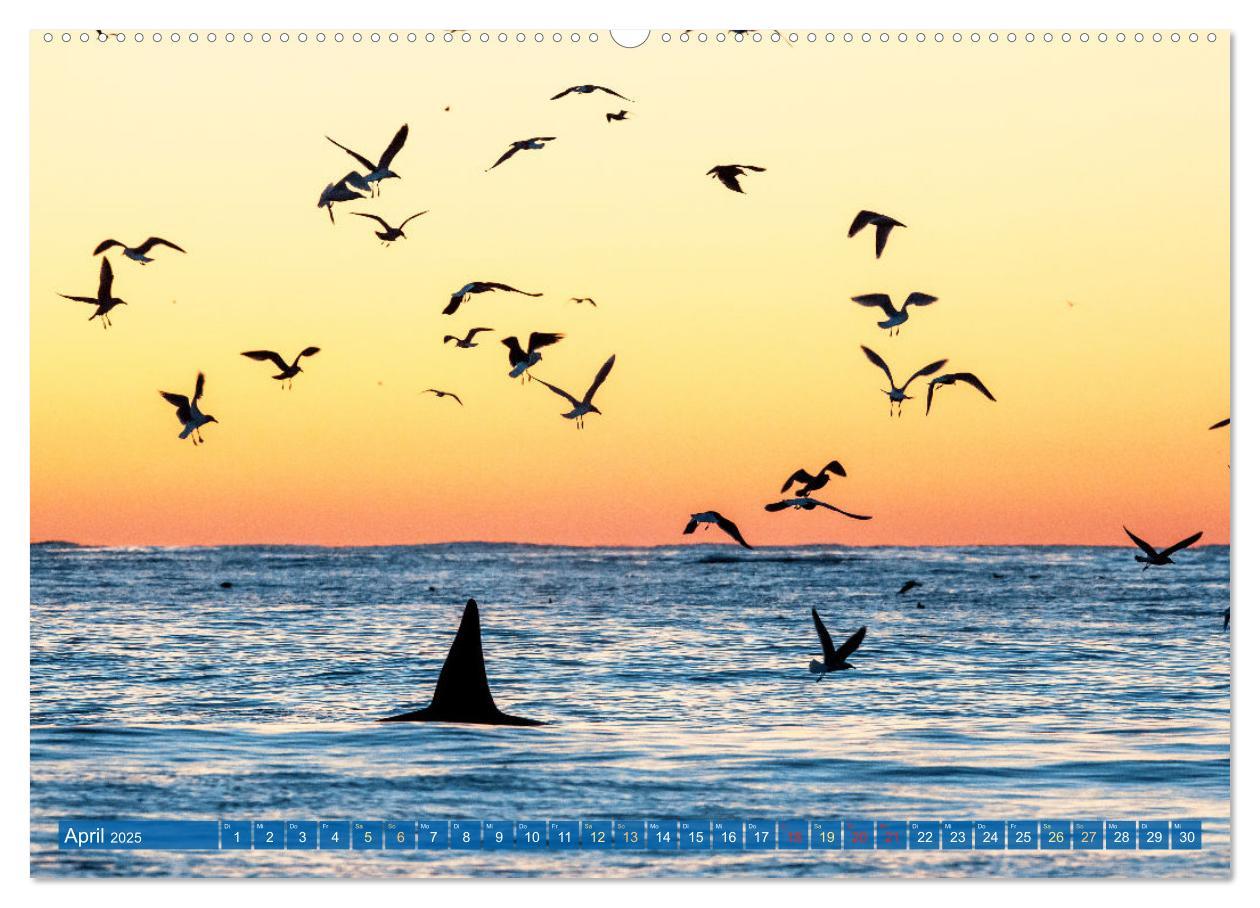 Bild: 9783383865626 | Orcas: Schwarz-weiße Giganten (Wandkalender 2025 DIN A2 quer),...