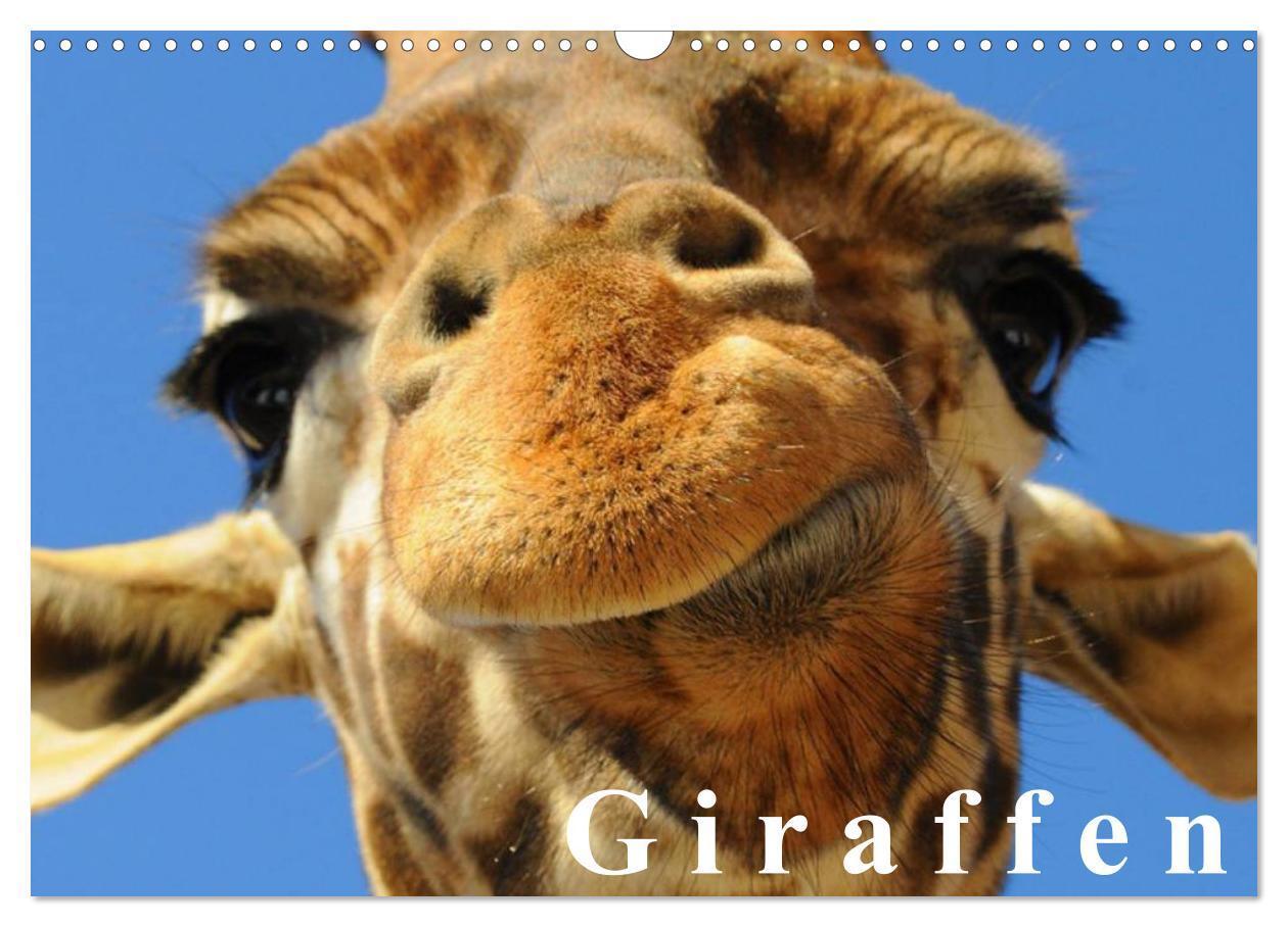 Cover: 9783383525513 | Giraffen / Geburtstagskalender (Wandkalender 2024 DIN A3 quer),...