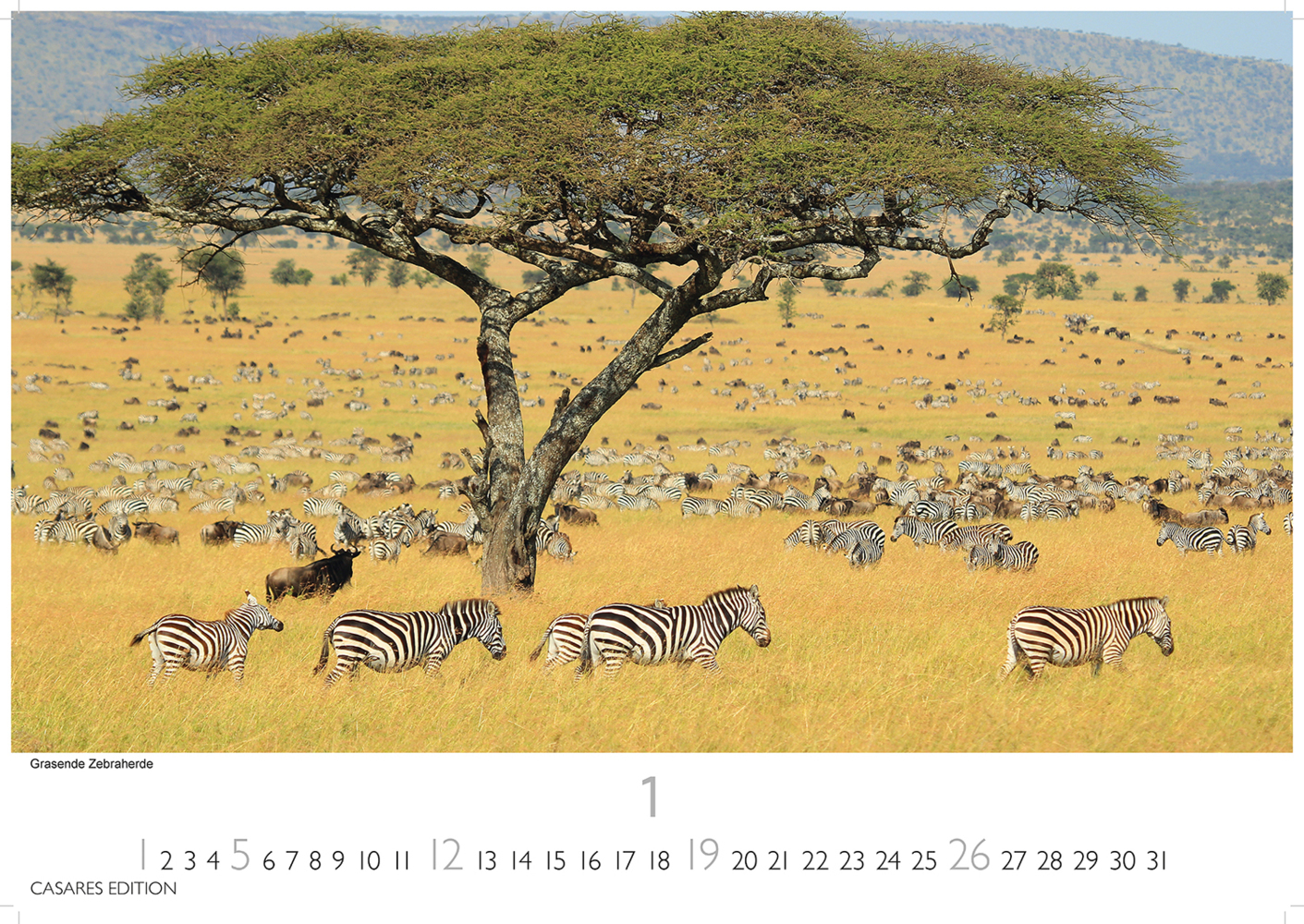 Bild: 9781835240502 | African Wildlife 2025 L 35x50cm | Kalender | 14 S. | Deutsch | 2025