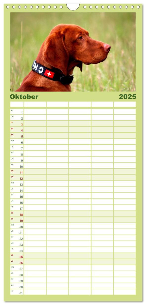 Bild: 9783457119815 | Familienplaner 2025 - Magyar Vizsla mit 5 Spalten (Wandkalender, 21...