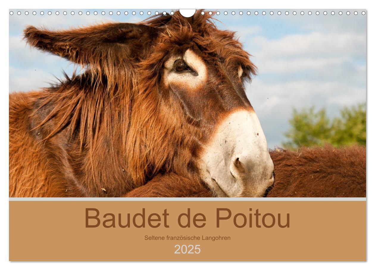 Cover: 9783435396542 | Baudet de Poitou - Seltene französische Langohren (Wandkalender...