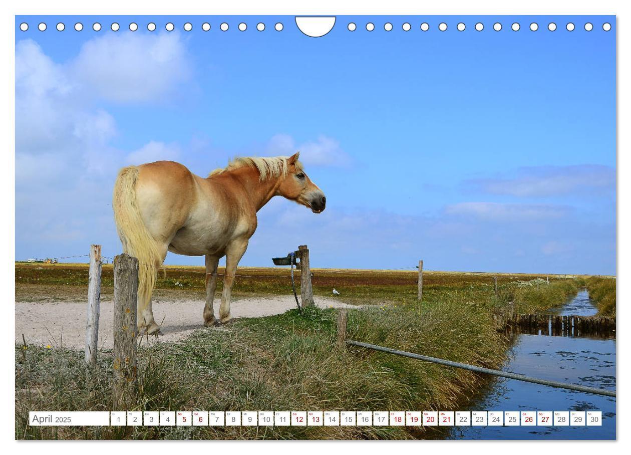 Bild: 9783435257249 | Sommertage auf Hallig Hooge (Wandkalender 2025 DIN A4 quer),...