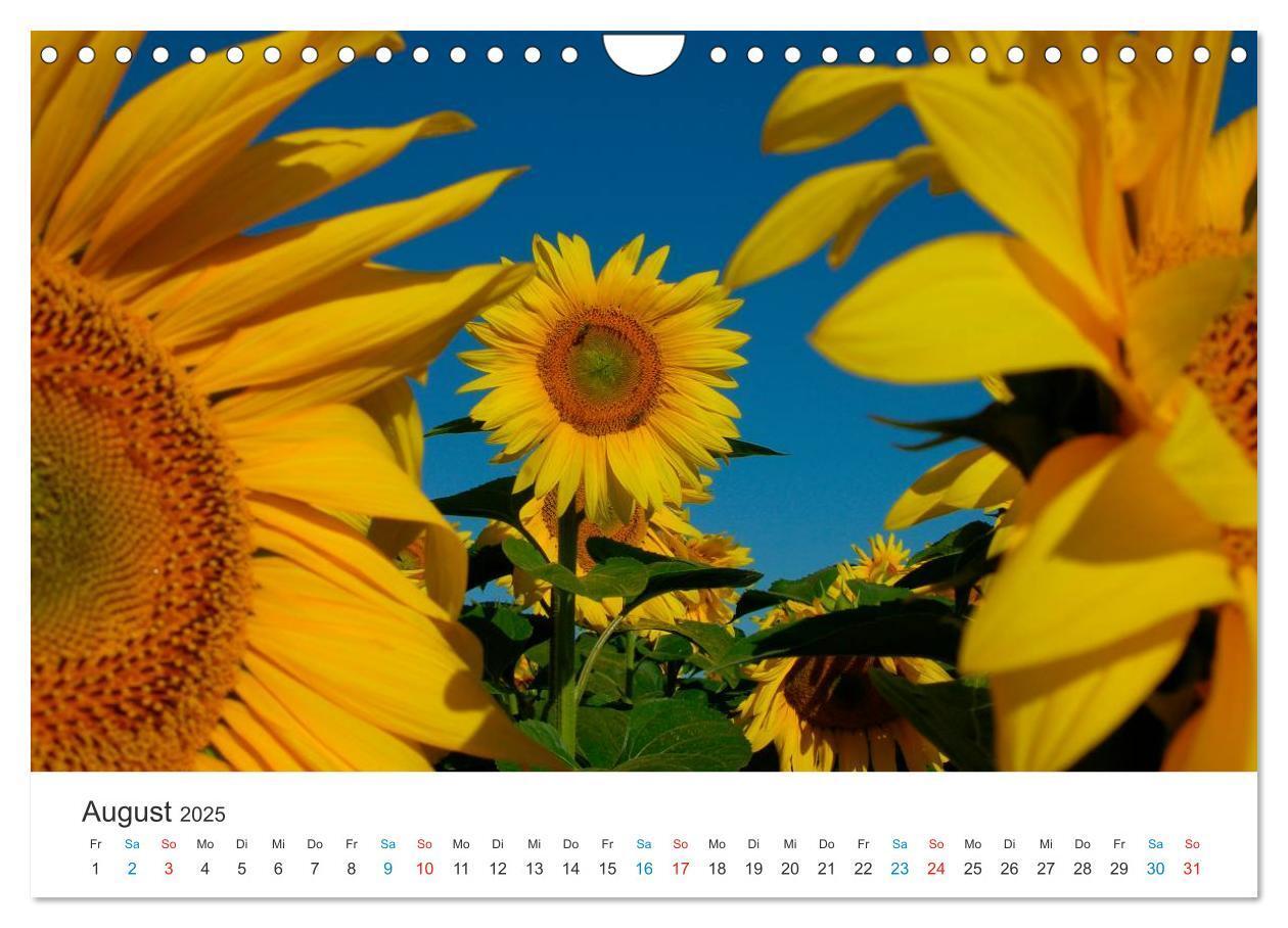 Bild: 9783435788514 | Sonnenblumen 2025 (Wandkalender 2025 DIN A4 quer), CALVENDO...